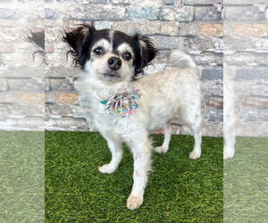 Medium Chihuahua Mix