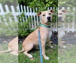 Small #10 Labrador Retriever Mix