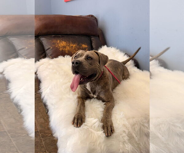 Medium Photo #5 Mutt Puppy For Sale in Goodyear, AZ, USA