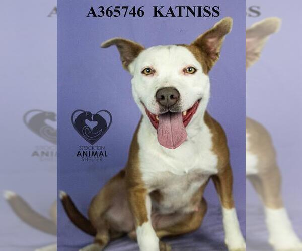 Medium Photo #2 American Pit Bull Terrier Puppy For Sale in Stockton, CA, USA