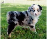 Small Photo #3 Miniature Australian Shepherd Puppy For Sale in NEOSHO, MO, USA