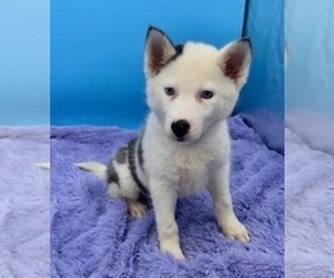 Siberian Husky Puppy for sale in SANDY HOOK, KY, USA