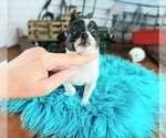 Small #2 Chihuahua