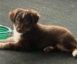 Small #1 Miniature Australian Shepherd