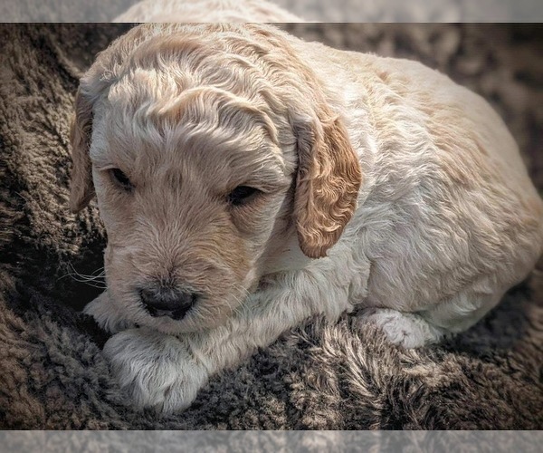 Medium Photo #4 F2 Aussiedoodle Puppy For Sale in LOUISA, VA, USA