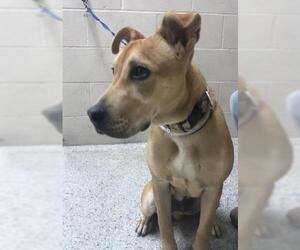 Labrador Retriever-Unknown Mix Dogs for adoption in Conroe, TX, USA