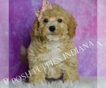 Small Photo #103 Poodle (Miniature) Puppy For Sale in WARSAW, IN, USA