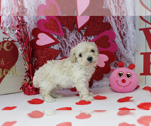 Medium Photo #21 Poodle (Toy) Puppy For Sale in CHANUTE, KS, USA