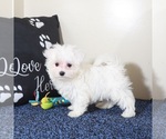 Small #3 Maltese
