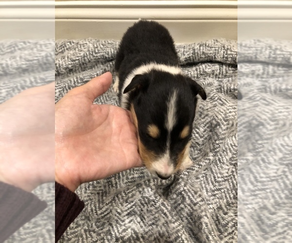 Medium Photo #9 Collie Puppy For Sale in OWENSBORO, KY, USA