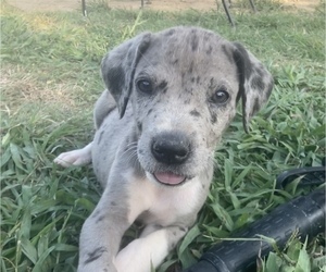 Great Dane Puppy for sale in FORESTBURG, TX, USA