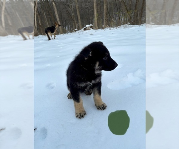Medium Photo #7 German Shepherd Dog Puppy For Sale in BEARDSTOWN, IL, USA