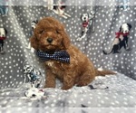Small Cavapoo