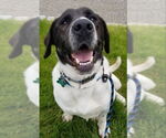 Small #14 Labrador Retriever Mix