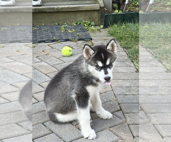 Medium Photo #1 Siberian Husky Puppy For Sale in FAIRFAX, VA, USA