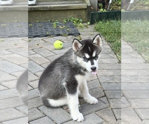 Siberian Husky Puppy for sale in FAIRFAX, VA, USA