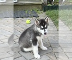 Small Siberian Husky