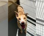 Small #1 American Pit Bull Terrier Mix