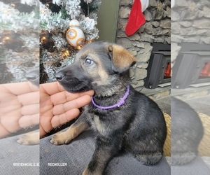 German Shepherd Dog Puppy for sale in FLEISCHMANNS, NY, USA