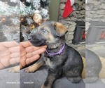 Small Photo #1 German Shepherd Dog Puppy For Sale in FLEISCHMANNS, NY, USA