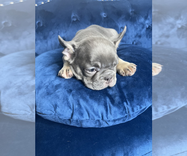 Medium Photo #22 French Bulldog Puppy For Sale in COLORADO SPRINGS, CO, USA