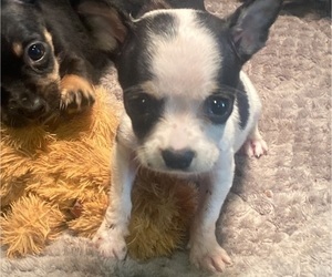 Chihuahua Puppy for sale in CASTLE HAYNE, NC, USA