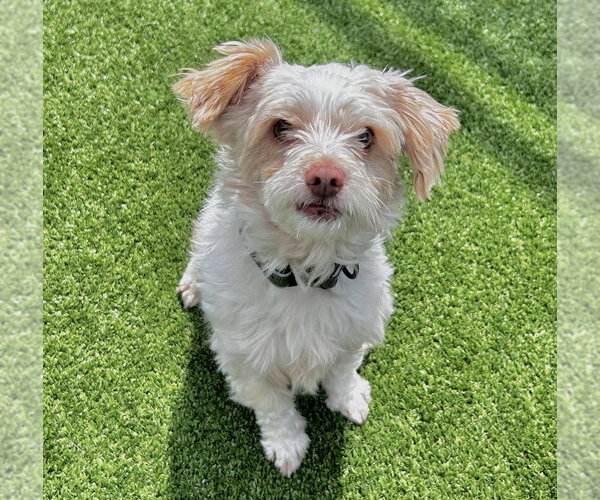 Medium Photo #3 Mutt Puppy For Sale in Salinas, CA, USA
