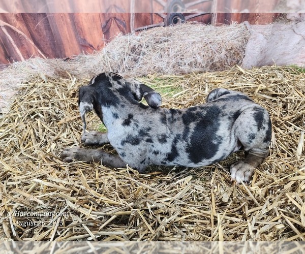 Medium Photo #6 Catahoula Leopard Dog Puppy For Sale in CUMBY, TX, USA