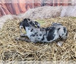 Small #5 Catahoula Leopard Dog