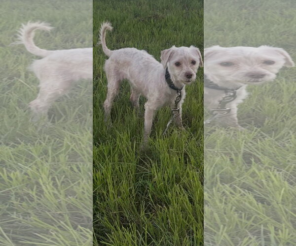 Medium Photo #1 Maltese Puppy For Sale in Sanford, FL, USA