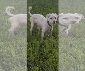 Maltese Dogs for adoption in Sanford, FL, USA