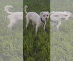 Quincy - Male Maltese Dog for Adoption - Small photo
