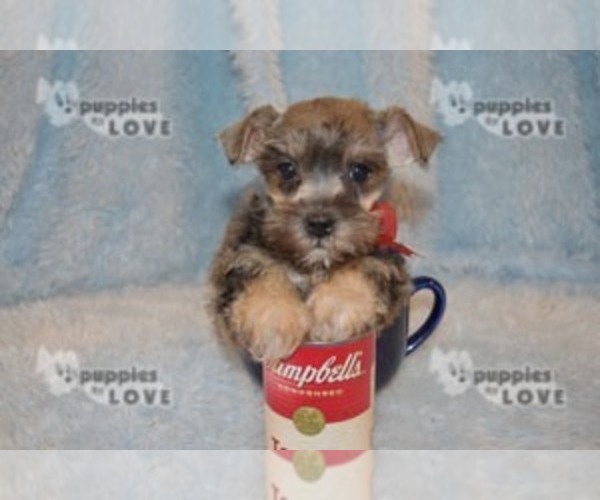 Medium Photo #2 Schnauzer (Miniature) Puppy For Sale in SANGER, TX, USA
