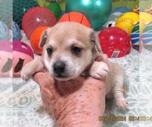 Mal-Shi Puppy for sale in RATTAN, OK, USA