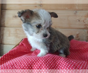 Bichon Frise-Miniature Australian Shepherd Mix Puppy for sale in CANON CITY, CO, USA