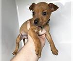 Small #1 Chihuahua Mix