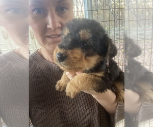 Airedale Terrier Puppy for sale in YORK, SC, USA