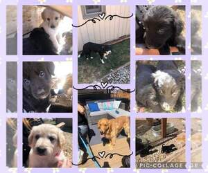 Border Collie-Golden Retriever Mix Puppy for sale in COLORADO SPRINGS, CO, USA