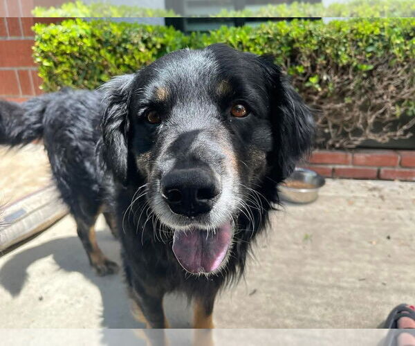 Medium Photo #1 Mutt Puppy For Sale in San Diego, CA, USA