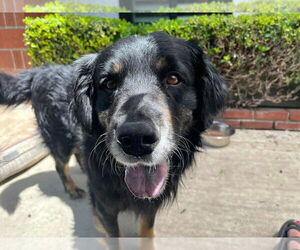Mutt Dogs for adoption in San Diego, CA, USA