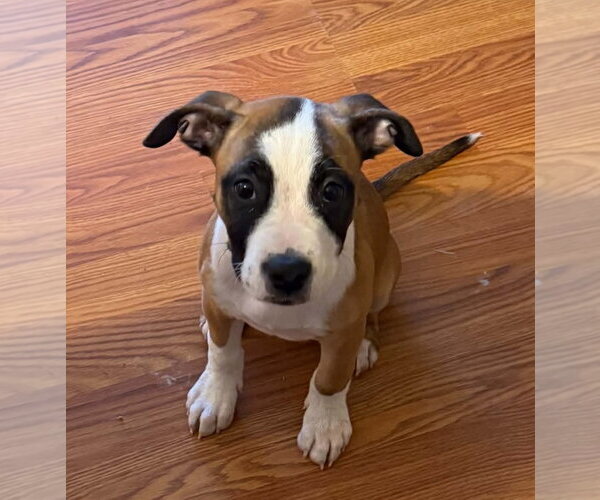 Medium Photo #2 Boxer Puppy For Sale in Burnsville, MN, USA
