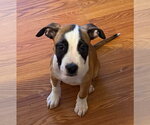 Small #1 Boxer