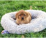 Ruby - Female Labrador Retriever Puppy for Sale - Photo #2