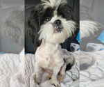 Small #1 Shih Tzu