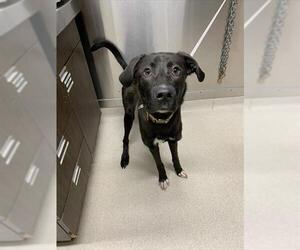 Labrador Retriever-Unknown Mix Dogs for adoption in Fairbanks, AK, USA