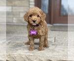 Puppy 2 Poodle (Standard)