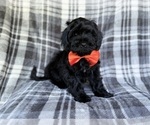 Small #3 ShihPoo