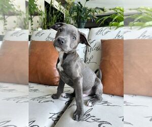 American Pit Bull Terrier-Unknown Mix Dogs for adoption in Oakland Park , FL, USA