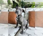 Small American Pit Bull Terrier Mix