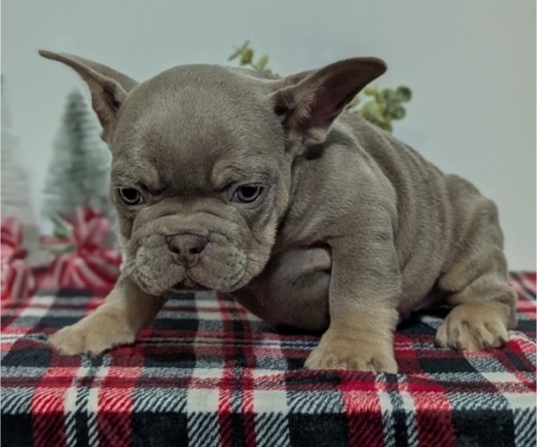 Medium Photo #16 French Bulldog Puppy For Sale in GOSHEN, IN, USA